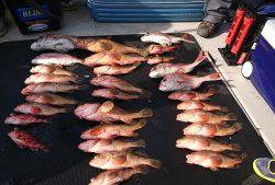 武士(SAMURAI) 釣果