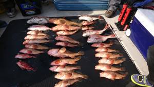 武士(SAMURAI) 釣果