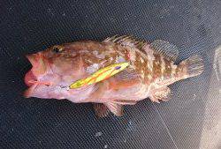 武士(SAMURAI) 釣果