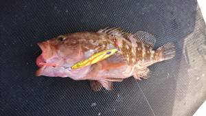 武士(SAMURAI) 釣果