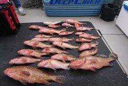 武士(SAMURAI) 釣果