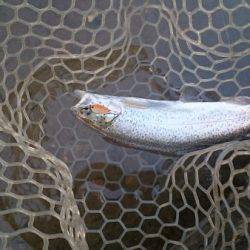 フィッシングエリア帝釈 釣果