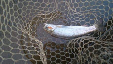 フィッシングエリア帝釈 釣果