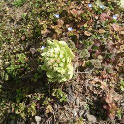 フィッシングエリア帝釈 釣果