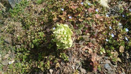 フィッシングエリア帝釈 釣果