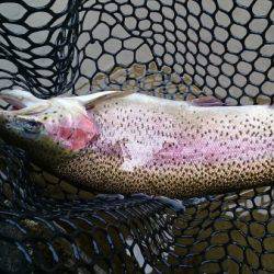 フィッシングエリア帝釈 釣果