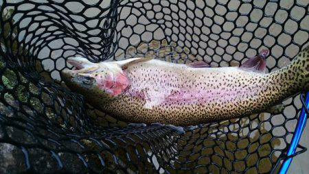 フィッシングエリア帝釈 釣果