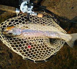 会津大川（会津非出資漁業協同組合） 釣果