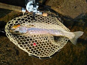 会津大川（会津非出資漁業協同組合） 釣果