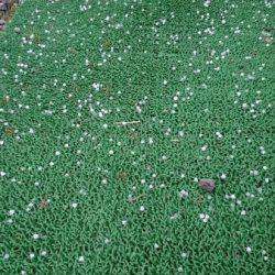 フィッシングエリア帝釈 釣果