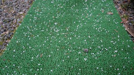 フィッシングエリア帝釈 釣果