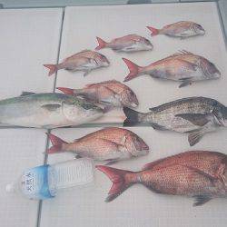 フィッシングボートACE(エース) 釣果