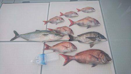 フィッシングボートACE（エース） 釣果