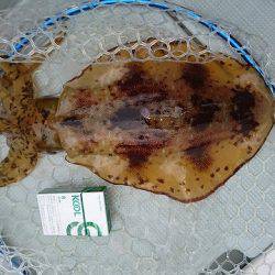 フィッシングボートACE(エース) 釣果