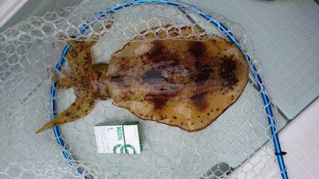 フィッシングボートACE(エース) 釣果