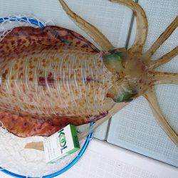 フィッシングボートACE(エース) 釣果