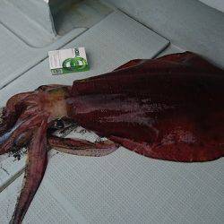 フィッシングボートACE(エース) 釣果