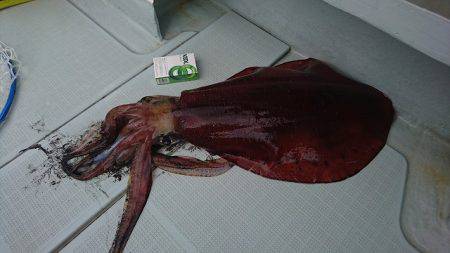 フィッシングボートACE(エース) 釣果