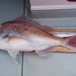 フィッシングボートACE（エース） 釣果