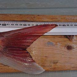 フィッシングボートACE（エース） 釣果