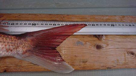 フィッシングボートACE（エース） 釣果