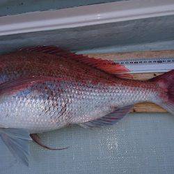 フィッシングボートACE(エース) 釣果