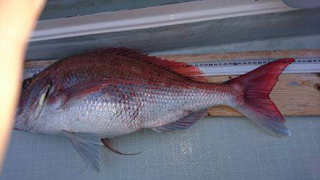 フィッシングボートACE(エース) 釣果