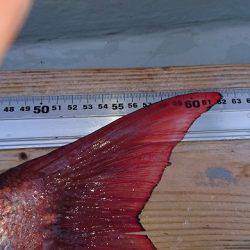 フィッシングボートACE(エース) 釣果