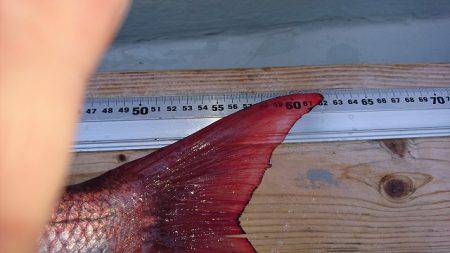 フィッシングボートACE(エース) 釣果