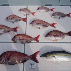 フィッシングボートACE(エース) 釣果