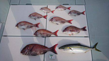 フィッシングボートACE(エース) 釣果