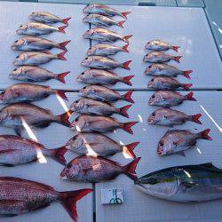 フィッシングボートACE（エース） 釣果