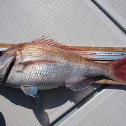 フィッシングボートACE(エース) 釣果