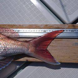 フィッシングボートACE(エース) 釣果