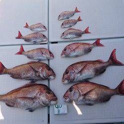 フィッシングボートACE(エース) 釣果