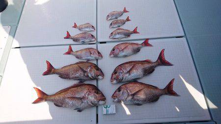 フィッシングボートACE(エース) 釣果