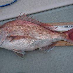 フィッシングボートACE（エース） 釣果