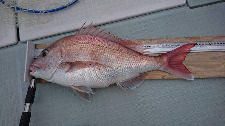 フィッシングボートACE（エース） 釣果