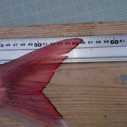 フィッシングボートACE（エース） 釣果