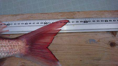 フィッシングボートACE（エース） 釣果