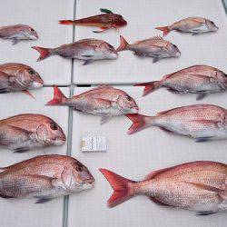 フィッシングボートACE（エース） 釣果