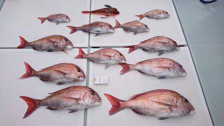 フィッシングボートACE（エース） 釣果