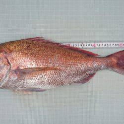 フィッシングボートACE(エース) 釣果