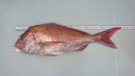 フィッシングボートACE(エース) 釣果