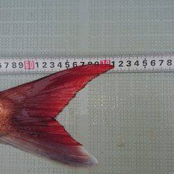 フィッシングボートACE(エース) 釣果