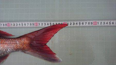 フィッシングボートACE(エース) 釣果