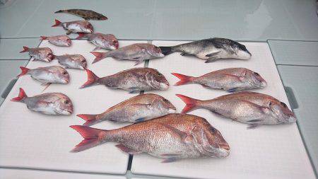 フィッシングボートACE(エース) 釣果