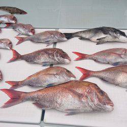 フィッシングボートACE(エース) 釣果