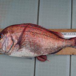 フィッシングボートACE(エース) 釣果