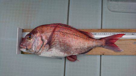 フィッシングボートACE（エース） 釣果